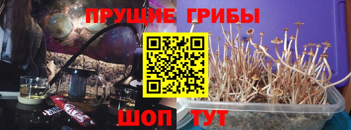 Галлюциногенные грибы Cubensis Верхний Уфалей